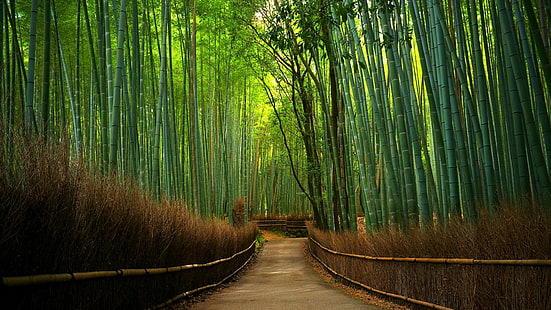 bosque de bambú, verde, bambú, bosque, árbol de bambú, árbol, camino, bosque, arboleda, bosque de bambú, camino forestal, Fondo de pantalla HD HD wallpaper