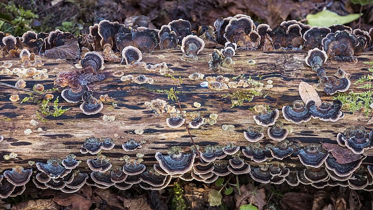 alam, jamur, hutan, lumut, Wallpaper HD