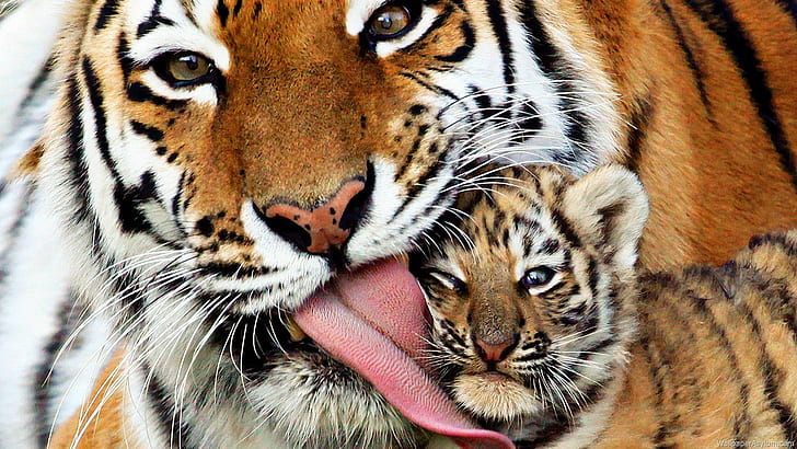Tiger mom cub, tiger, mom, cub, wildlife, animals, beautiful, HD wallpaper
