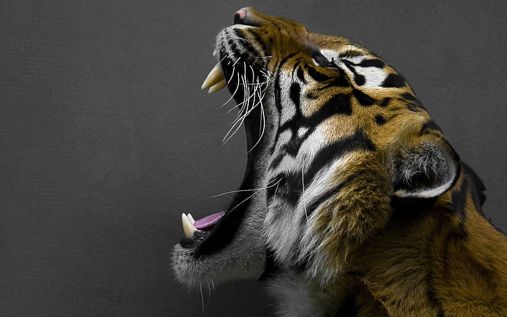 immagini desktop di tigre, Sfondo HD