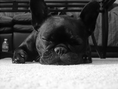 สุนัขเฟรนช์บูลด็อก, วอลล์เปเปอร์ HD HD wallpaper