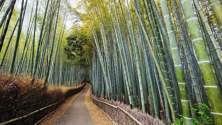 Densa floresta de bambu-natureza paisagem papel de parede, árvores de bambu, HD papel de parede