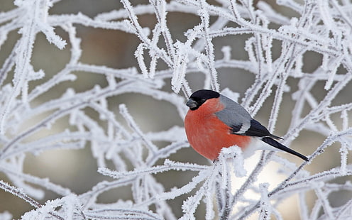 ptaki zimowe gil Animals Birds HD Art, Winter, BIRDS, Gil, Tapety HD HD wallpaper