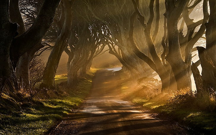 自然、風景、霧、太陽光線、道路、木、草、低木、日の出、アイルランド、自然、風景、霧、太陽光線、道路、木、草、低木、日の出、アイルランド、 HDデスクトップの壁紙