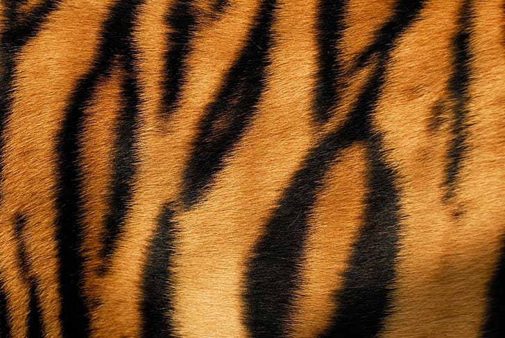 tigre, pele, pelo, textura, animal, HD papel de parede