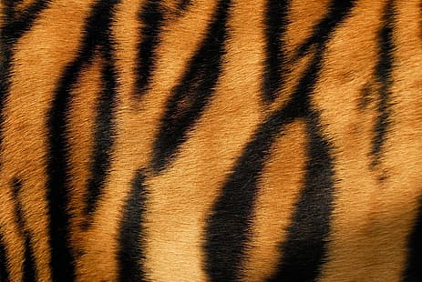 tigre, peau, fourrure, texture, animal, Fond d'écran HD HD wallpaper