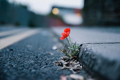red flowers, depth of field, asphalt, poppies, road, flowers, plants, urban, HD wallpaper HD wallpaper