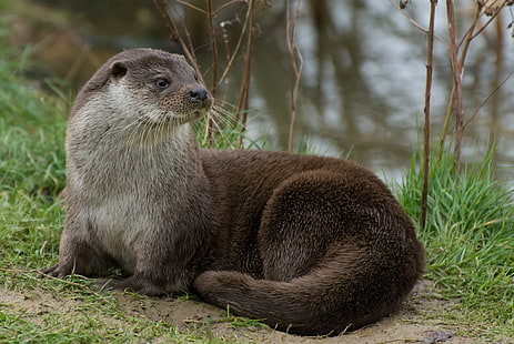 Otter, HD-Hintergrundbild HD wallpaper
