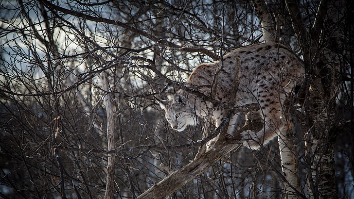 살 lyn이, 지점, 큰 고양이, 나무, 동물, HD 배경 화면
