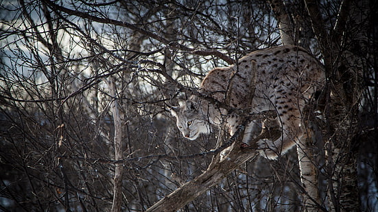 Lynx, cabang, kucing besar, pohon, hewan, Wallpaper HD HD wallpaper