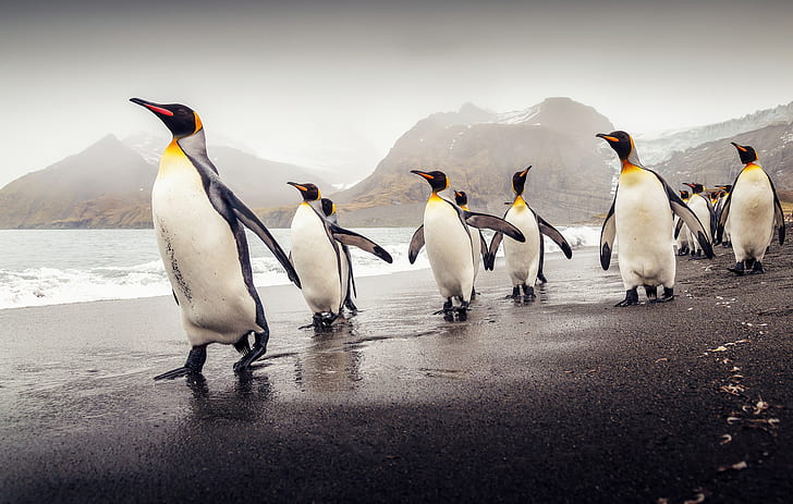 beach, South Georgia, Royal penguins, HD wallpaper