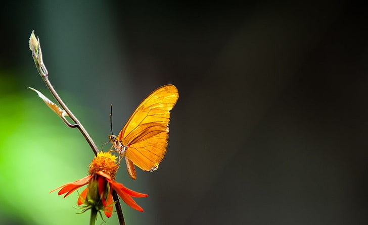 Schmetterling, HD-Hintergrundbild