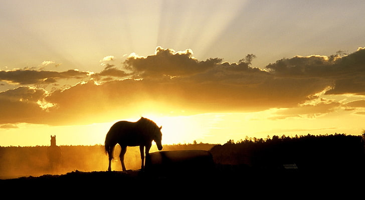 Sundown On The Farm, silhouette of horse, Animals, Horses, Farm, Sundown, HD wallpaper