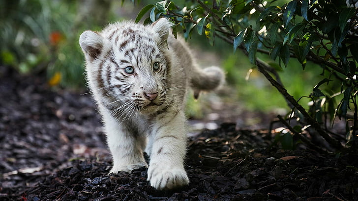 Кошки, Белый тигр, Животное, Детское животное, Голубые глаза, Детеныш, Милый, Тигр, HD обои