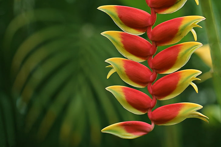macro, inflorescence, Heliconia, HD wallpaper