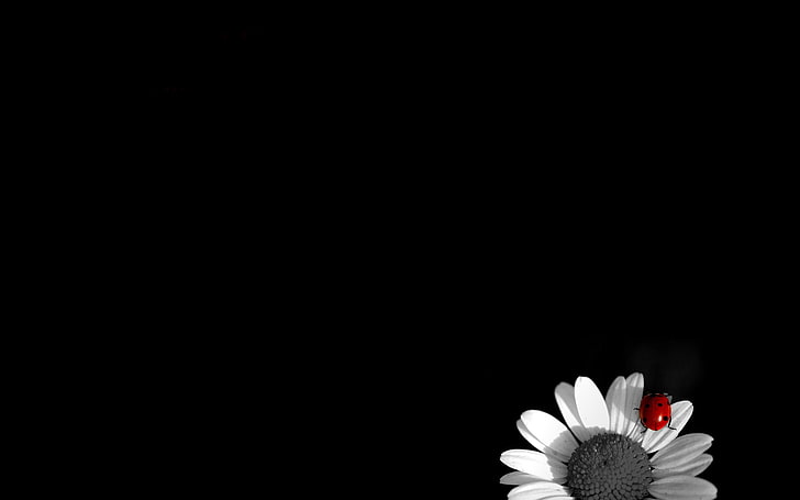 black background, selective coloring, ladybugs, minimalism, insect, HD wallpaper