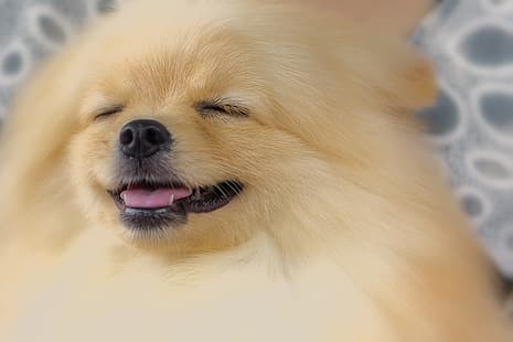 собака, улыбается, Померанский шпиц, японский шпиц, HD обои HD wallpaper