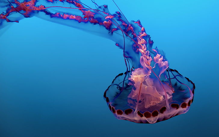 Underwater Jellyfish 4K 8K, Underwater, Jellyfish, HD wallpaper
