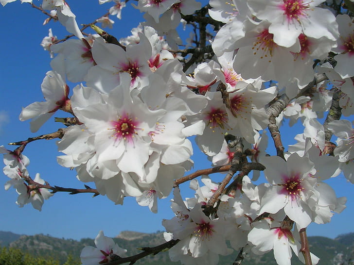 Mallorca - Almond Blossom, spain, almond, mallorca, majorca, blossom, almond blossom, 3d and abstract, HD wallpaper