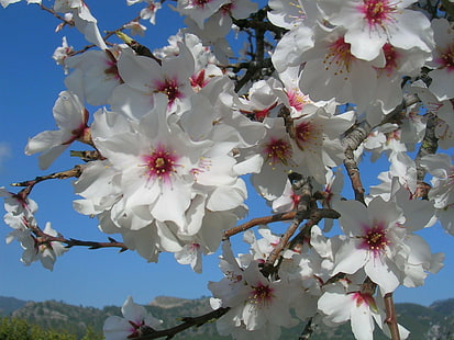 Mallorca - Almond Blossom, spain, almond, mallorca, majorca, blossom, almond blossom, 3d and abstract, HD wallpaper HD wallpaper