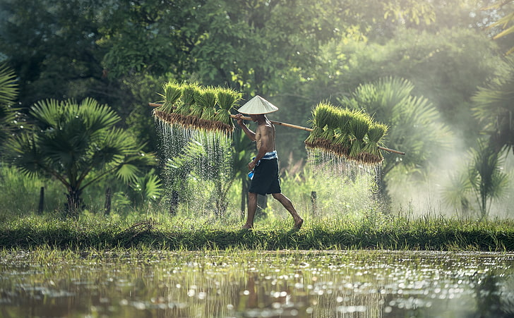 Harvesting Rice By Hand, farmer, Asia, Thailand, Travel, Beautiful, People, Green, Trees, Scene, Water, Tropical, Photography, Work, Fresh, Harvest, Reflection, Tropics, Rice, farmland, Country, Vacation, Traditional, Countryside, Agriculture, hard work, culture, Farming, grain, farmer, visit, tourism, Rice crop, Ricefields, rice straw, HD wallpaper
