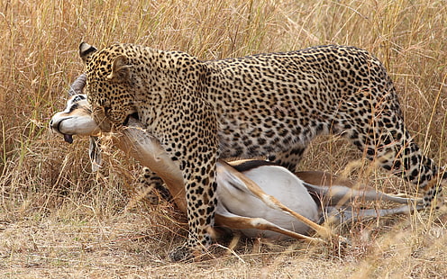 Caccia al leopardo, erba, leopardo, caccia, erba, Sfondo HD HD wallpaper