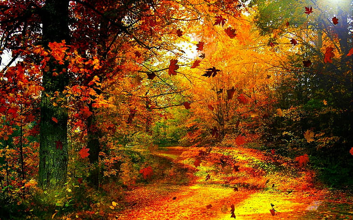 Angin Musim Gugur, berangin, pohon, hutan, emas, cabang, dedaunan, dedaunan, musim gugur, alam, dan lanskap, Wallpaper HD