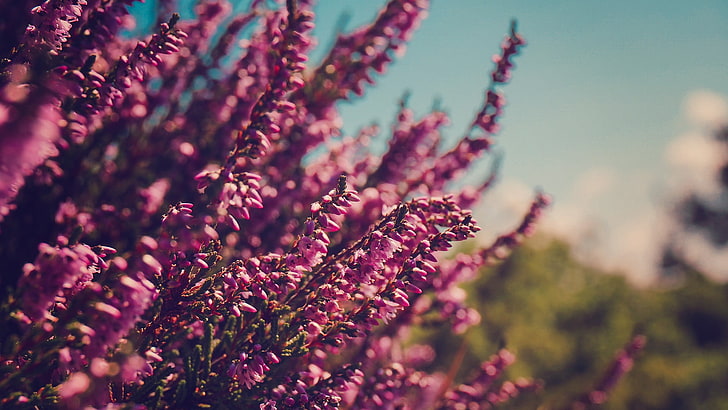 фиолетовые лаванды, цветы, природа, розовые цветы, HD обои