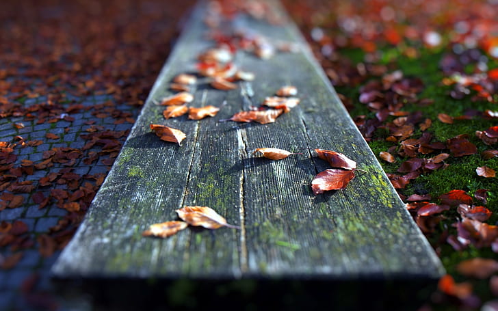 Board Leaves Autumn Macro HD, natura, makro, liście, jesień, deska, Tapety HD