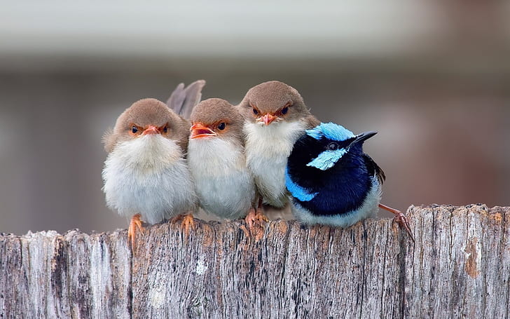 Cute Little Birds, flock of four small birds, passerine, HD wallpaper