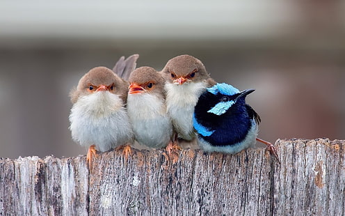 Nette kleine Vögel, Menge von vier kleinen Vögeln, Passerine, HD-Hintergrundbild HD wallpaper