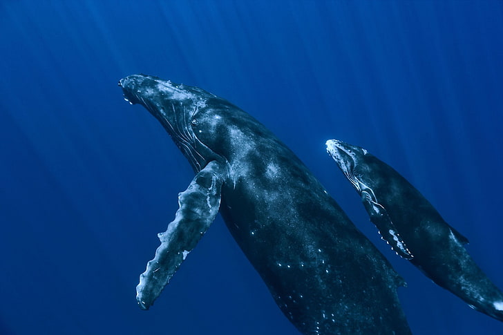 ballenas, ballenas, animales, Fondo de pantalla HD