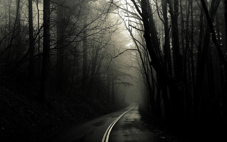 route goudronnée grise, sombre, route, brume, paysage, forêt, Fond d'écran HD