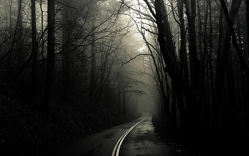 серая асфальтовая дорога, темно, дорога, туман, пейзаж, лес, HD обои HD wallpaper