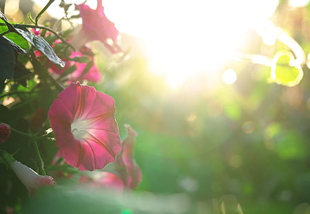 Makroschuß von rosa Blumen, Blumen, Pflanzen, Makro, HD-Hintergrundbild HD wallpaper