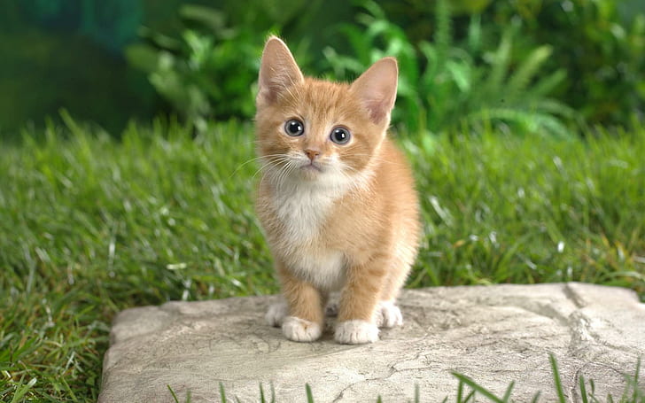Curious Tabby Kitten, orange tabby kitten, curious, kitten, tabby, cute animals, HD wallpaper