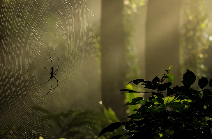 Basking In Reflected Glory, Animals, Insects, Sunshine, Spider, Webs, canon, patterns, Bangladesh, 55250mm, lawachara, sylhet, Tapety HD