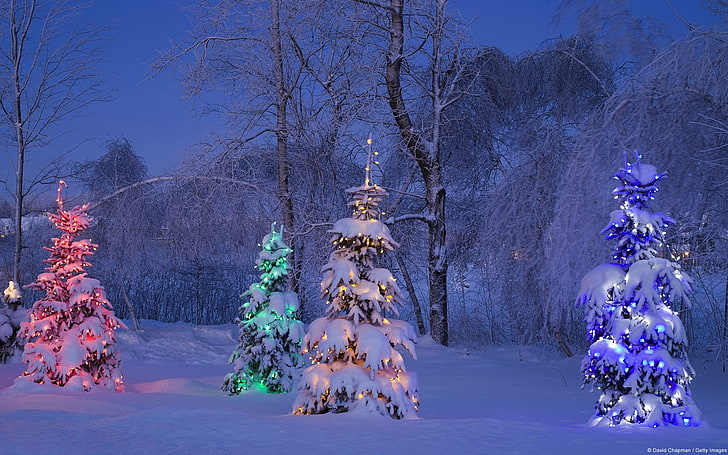 Snow tree lights-Windows 10 HD Wallpaper, HD wallpaper