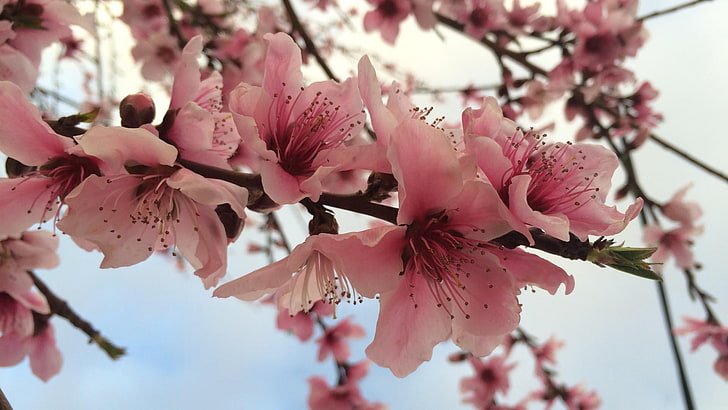 bunga, musim semi, badam, kelopak, merah muda, mekar, bunga, Wallpaper HD