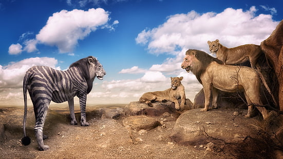 orgoglio di leone foto, natura, animali, arte digitale, manipolazione fotografica, umorismo, leone, zebre, roccia, alberi, nuvole, ridere, Sfondo HD HD wallpaper