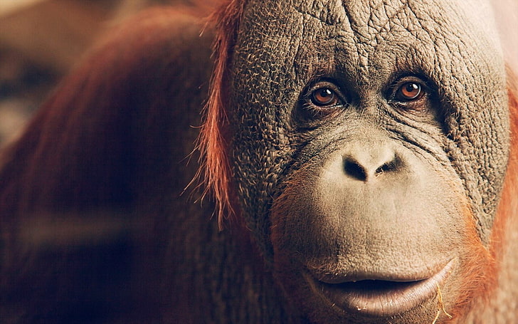 djur, apor, orangutanger, HD tapet
