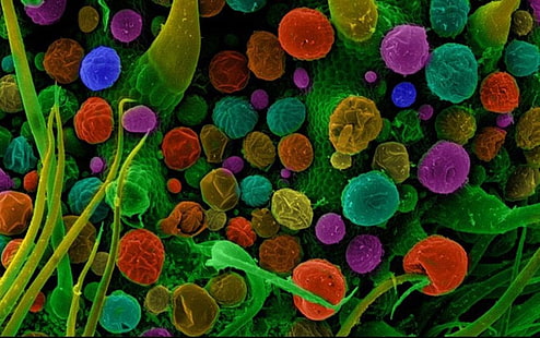 mikroskopisch, makro, farbenfroh, miniaturen, cannabis, naturwissenschaft, chemie, kolorierte fotos, HD-Hintergrundbild HD wallpaper