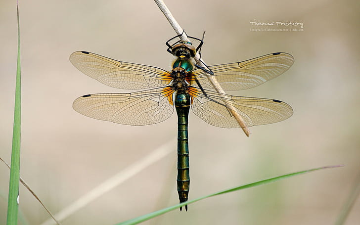 animals, insect, nature, dragonflies, HD wallpaper