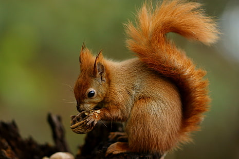 écureuil brun mangeant des noix, écureuil, rongeur, mammifère, faune, forêt, mignon, brun, à l'extérieur, arbre, fourrure, animaux Dans la nature, manger, Fond d'écran HD HD wallpaper