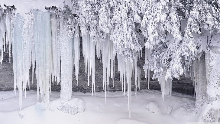 arbre givré de glace, neige, glace, hiver, Fond d'écran HD