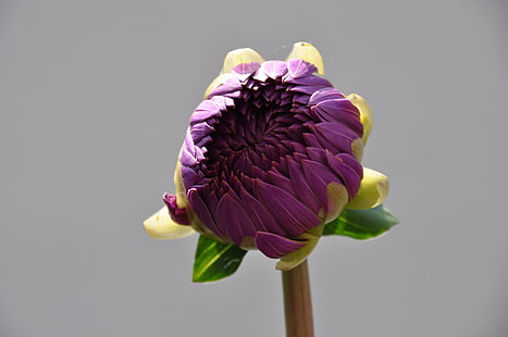 pianta a foglia viola e verde, fiori, fiori viola, sfondo semplice, piante, Sfondo HD HD wallpaper