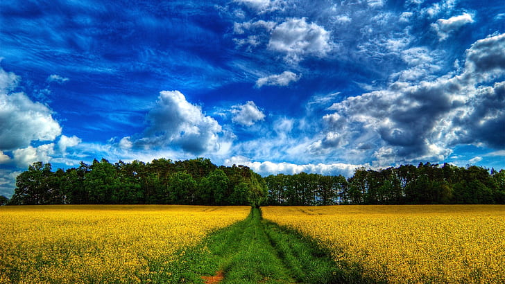 Schöne Landschaft, Felder, Vergewaltigungsblumen, Bäume, blauer Himmel und weiße Wolken, Schön, Landschaft, Felder, Blumen, Bäume, Blau, Himmel, Weiß, Wolken, HD-Hintergrundbild