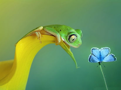śliczna zielona żaba-Animal HD Wallpaper, zielona żaba, Tapety HD HD wallpaper