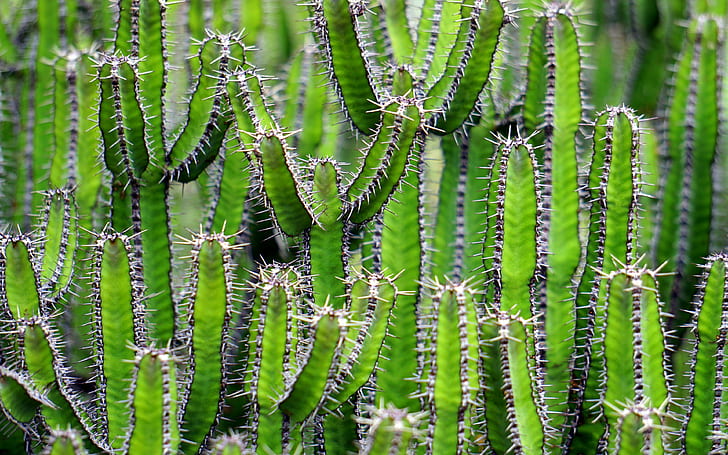 kaktus, latar belakang bunga, duri, tanaman, unduh 3840x2400 kaktus, Wallpaper HD