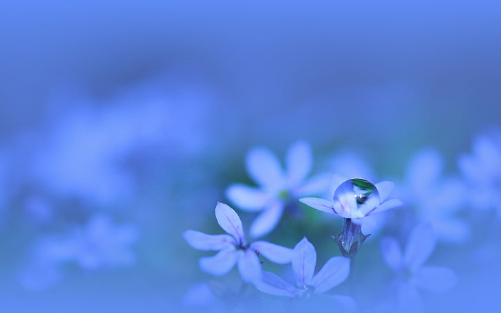 weiße blühende Pflanze, Natur, Blumen, Makro, Wassertropfen, Pflanzen, HD-Hintergrundbild